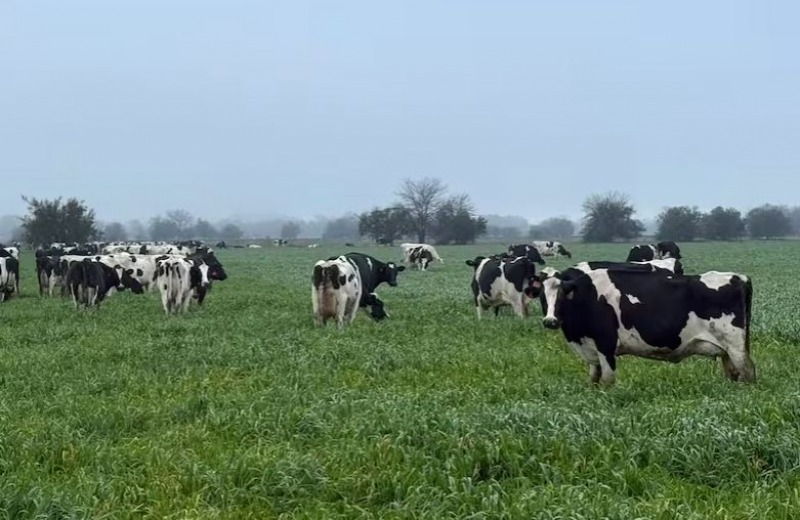 Cerraron 80 tambos en lo que va del 2025